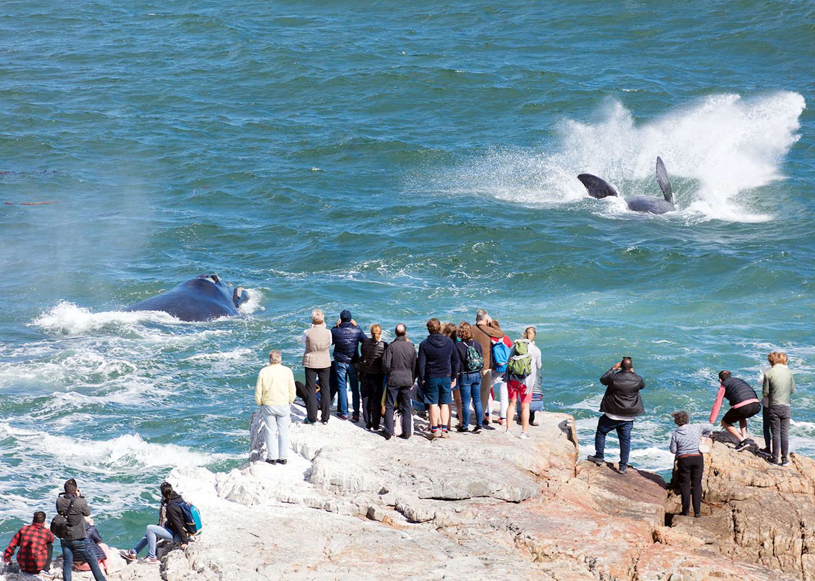 Ballena saltando cerca de la costa rocosa.