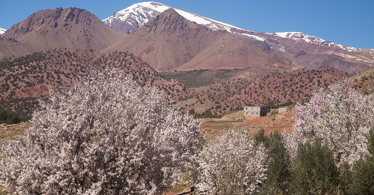 Valles de almendros blancos entre rocas rojas.