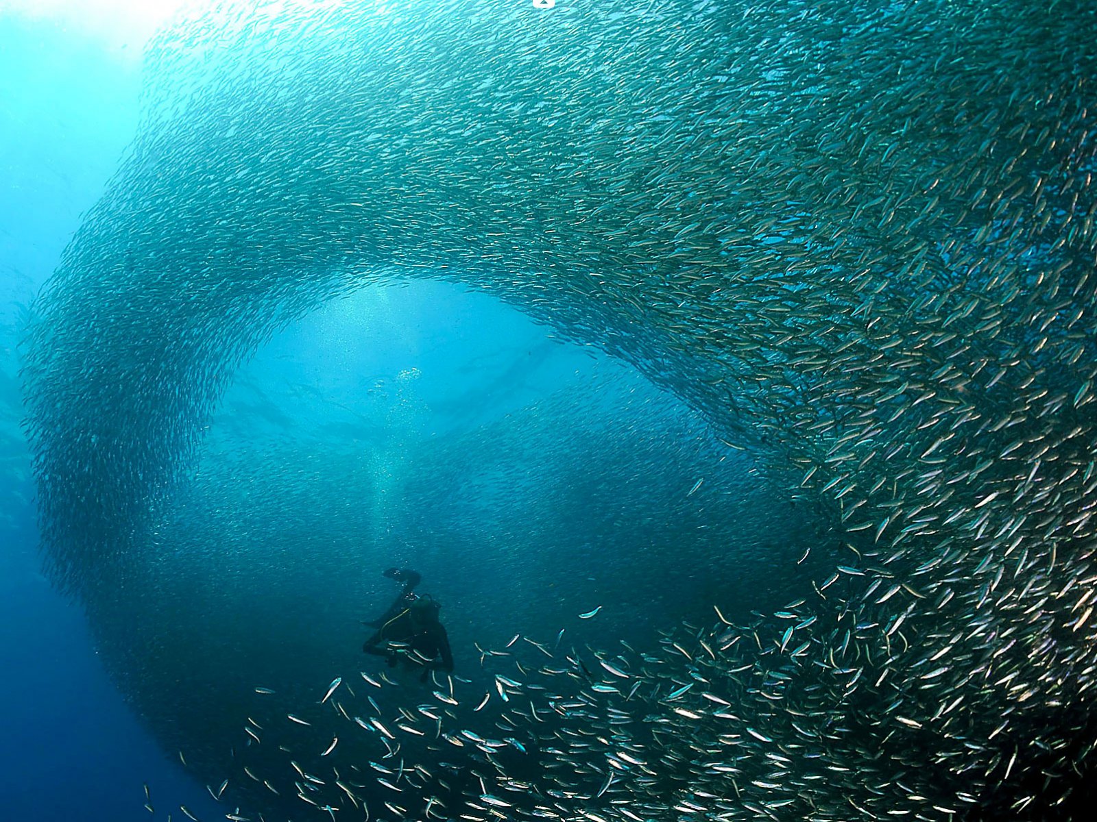 Miles de pájaros y delfines cazando en un banco de peces.