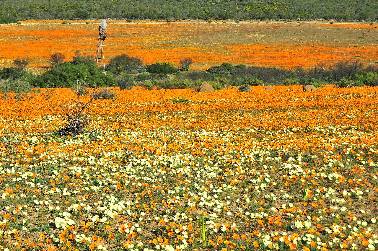 Campos infinitos de flores naranjas bajo el sol.