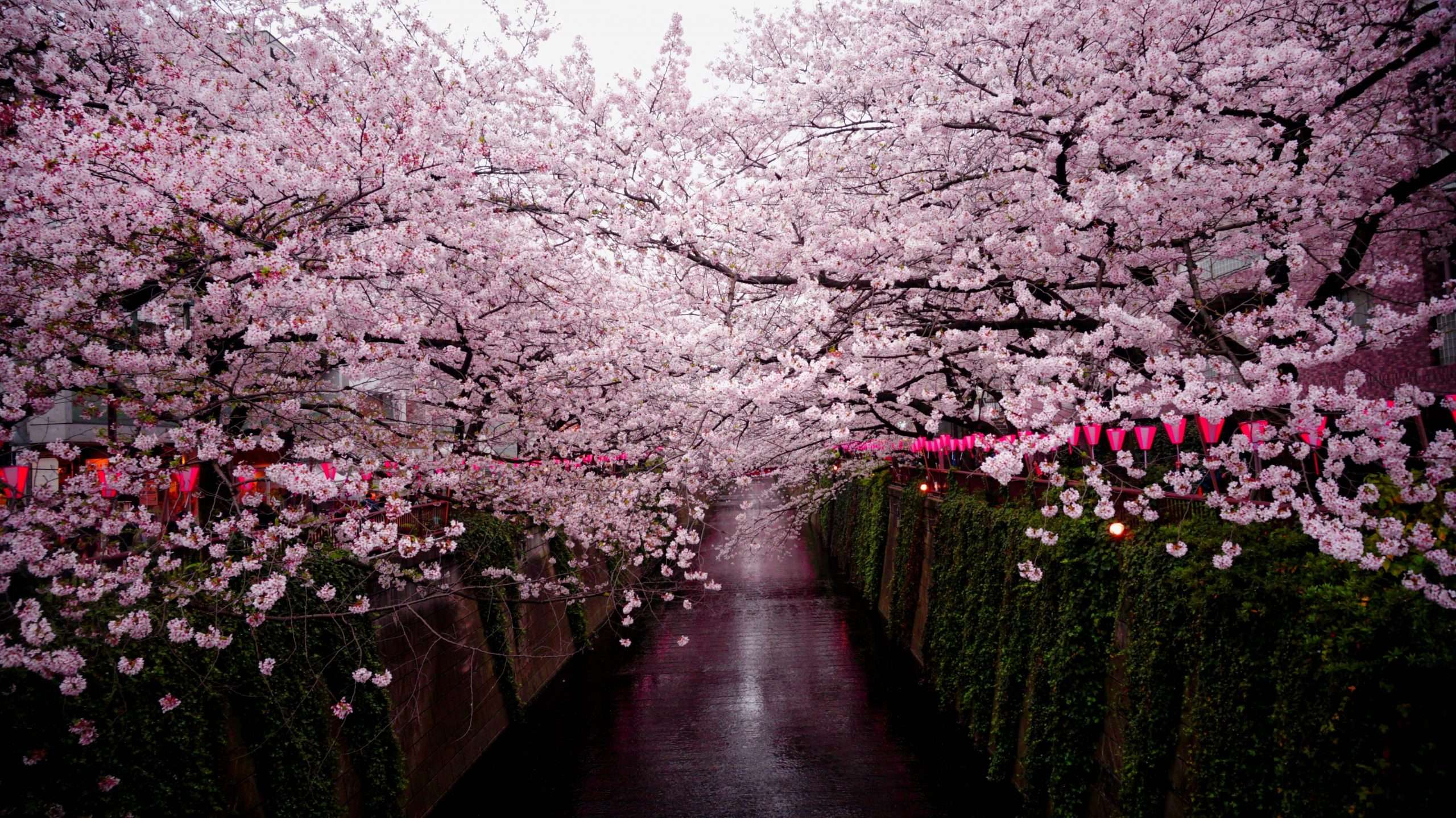 Cerezos rosas floreciendo junto a un río.