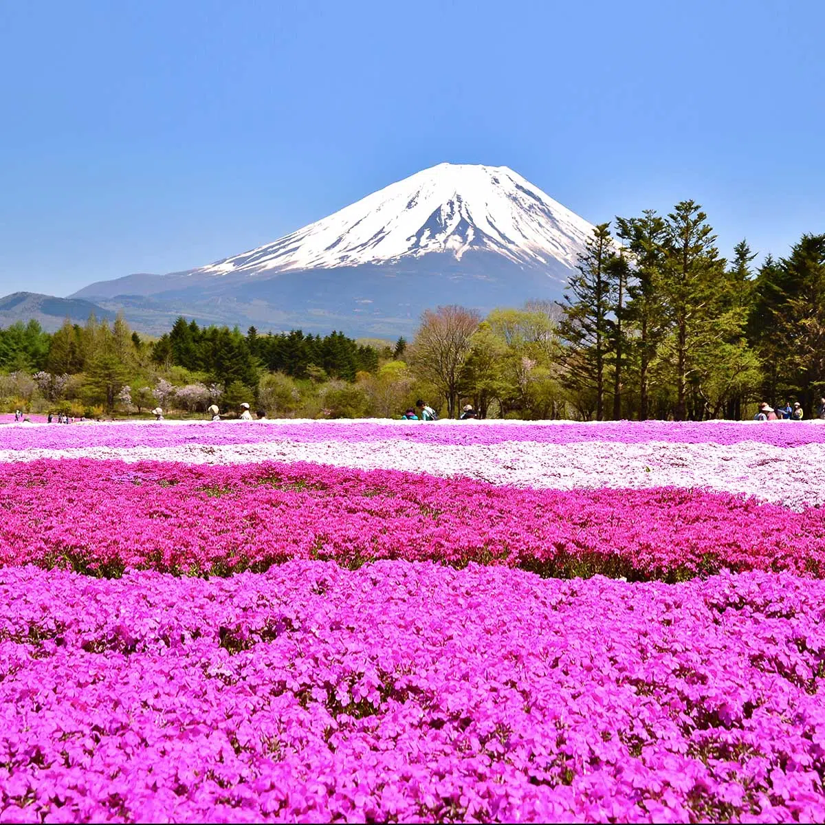 Campo de flores rosas con el Monte Fuji al fondo.