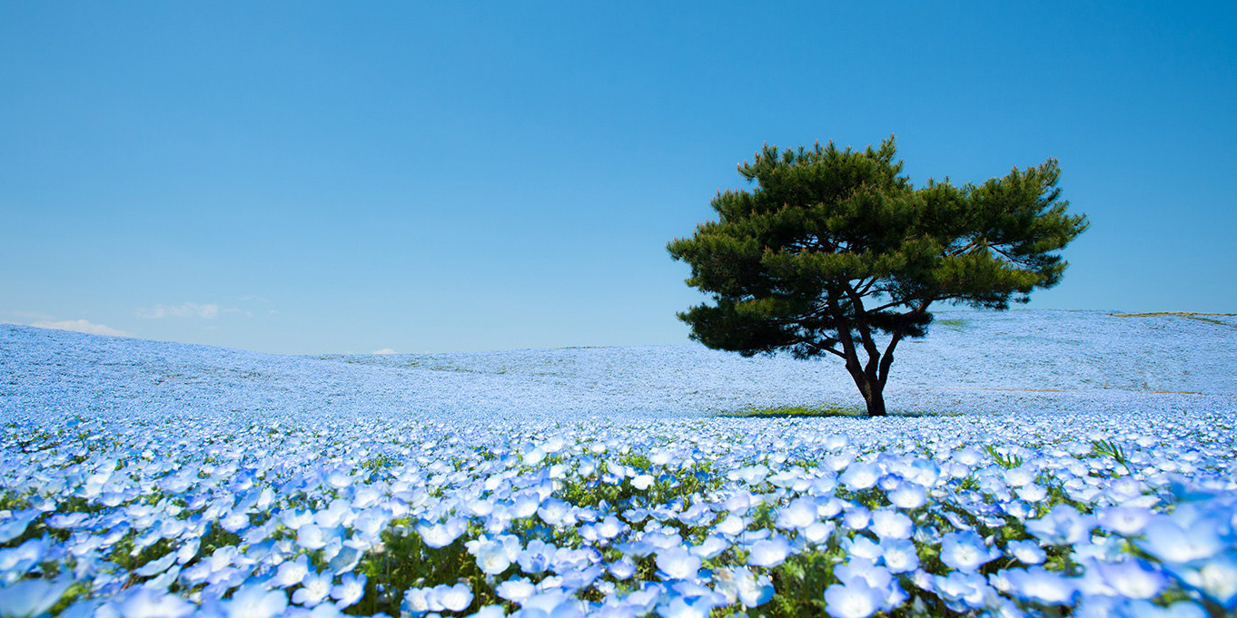 Colinas onduladas cubiertas de pequeñas flores azules.