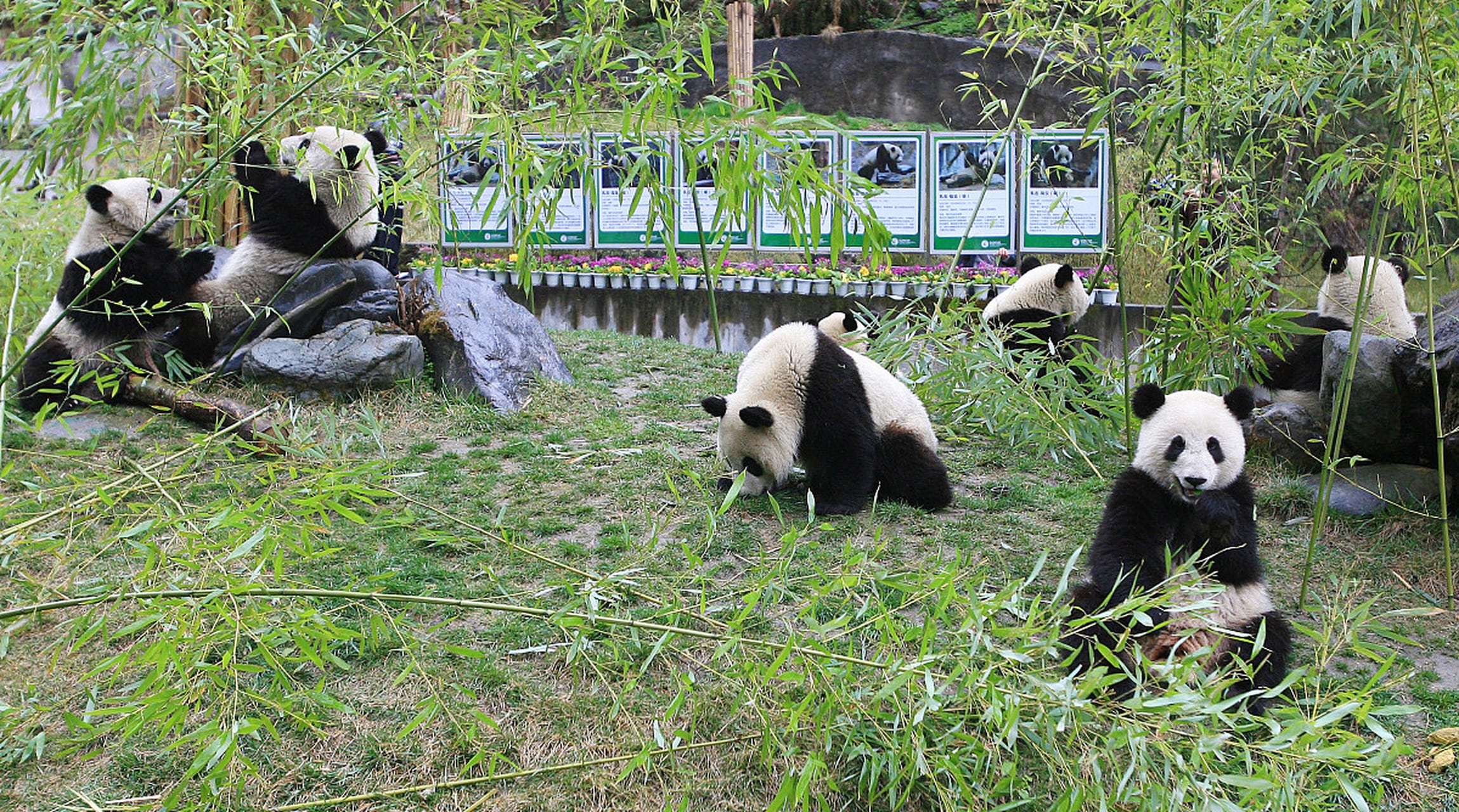 Pandas gigantes comiendo bambú en su reserva.