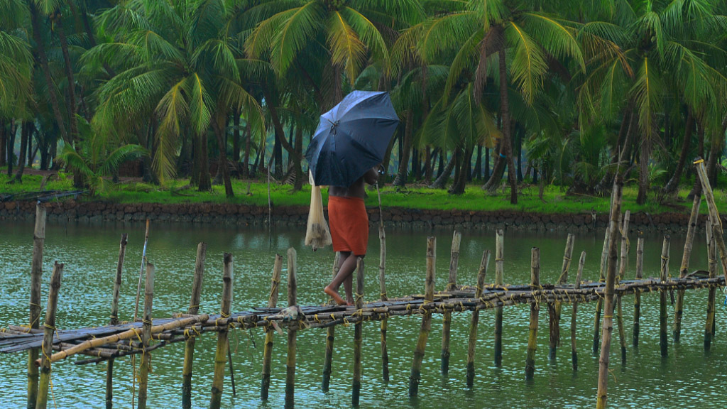 Cocoteros bajo la lluvia en los canales de Kerala.