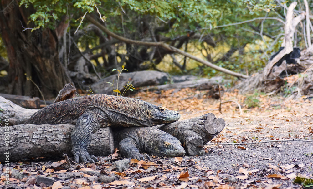 Dos dragones de Komodo luchando sobre sus patas traseras.