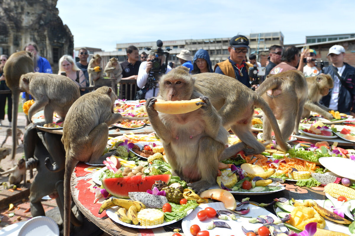 Monos comiendo sandías sobre las ruinas de un templo.