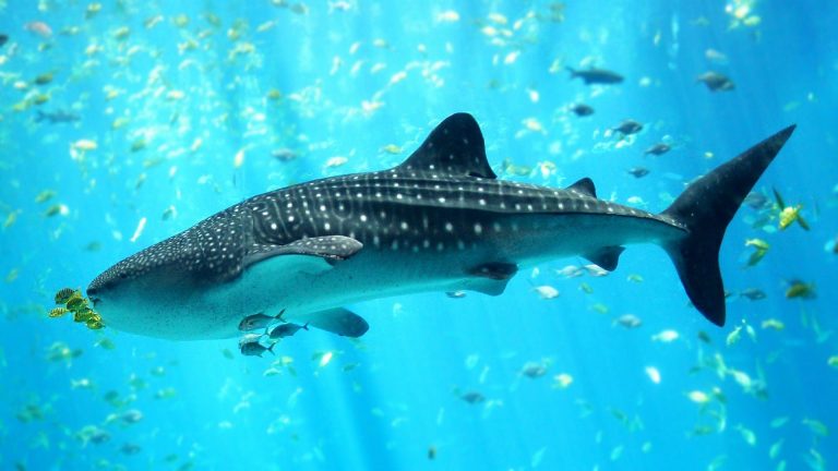 Tiburón ballena nadando cerca de la superficie.