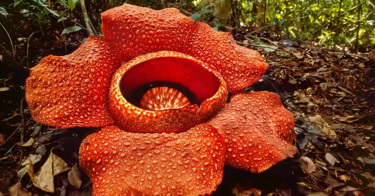 Flor roja gigante con manchas blancas en el suelo del bosque.