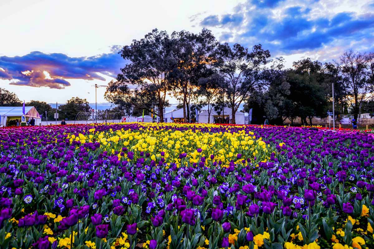 Camas infinitas de tulipanes de colores.