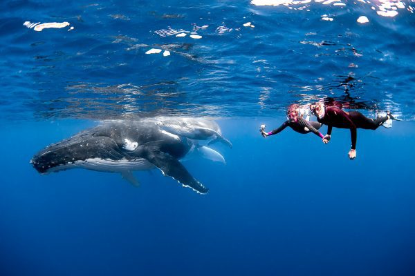 Ballena jorobada nadando bajo aguas azules.