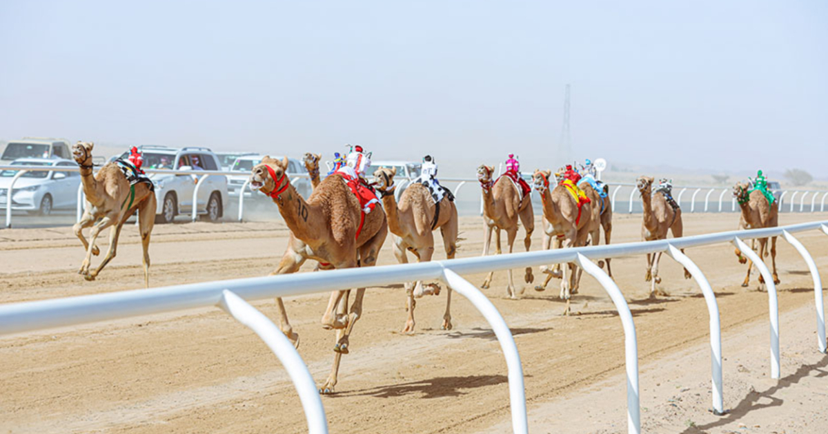 Camellos corriendo por una pista de tierra roja.