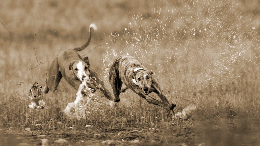 Perros Taigan corriendo por la montaña.