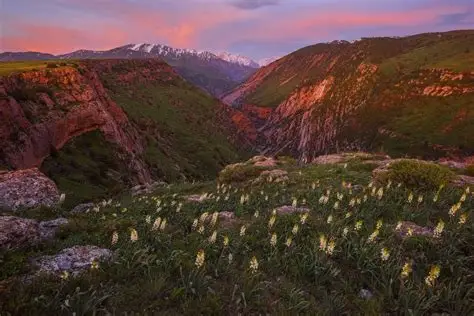 Tulipanes gigantes rojos en el borde del cañón.
