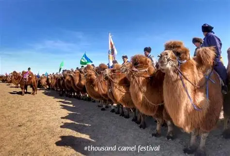 Cientos de camellos lanudos en el desierto nevado.