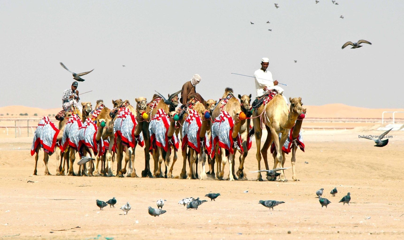 Cientos de camellos en el desierto durante el concurso.