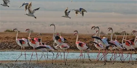 Bandadas de aves volando sobre las montañas de Eilat.