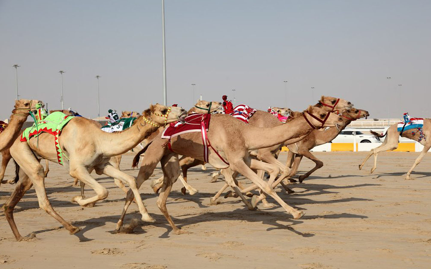 Camellos corriendo a toda velocidad con mini robots encima.