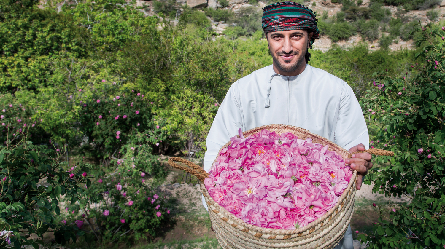 Mujeres omaníes recolectando rosas rosas en cestas.