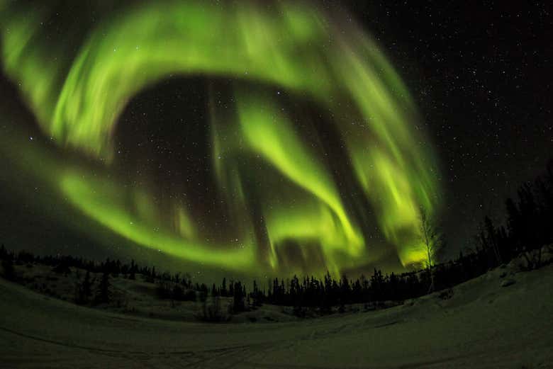 Luces verdes ondulantes sobre pinos nevados.