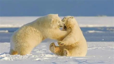 Oso polar caminando sobre la tundra helada.