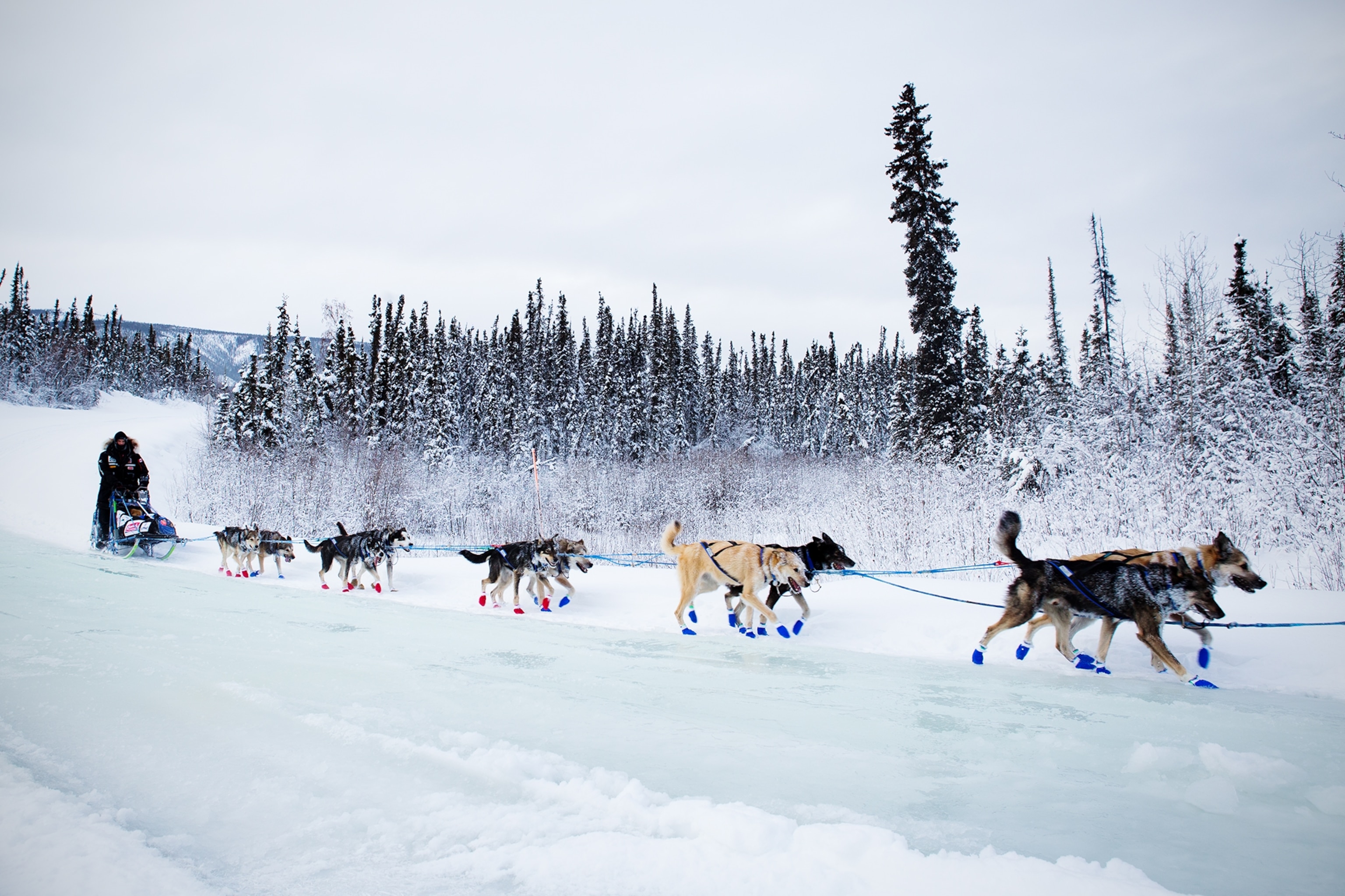 Musher y sus perros corriendo bajo la luz de la luna.