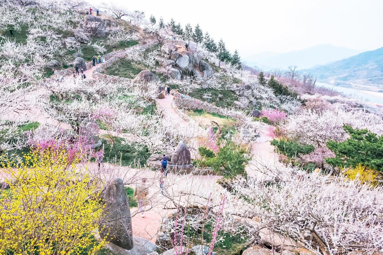 Ladera de montaña cubierta de flores blancas y el río al fondo.