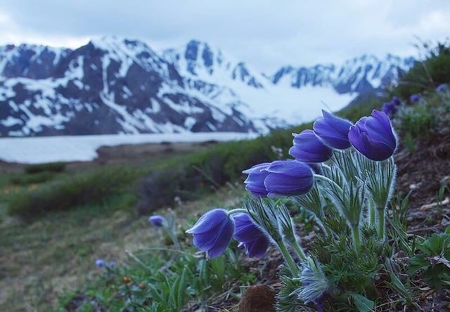 Pradera llena de flores amarillas con picos nevados.