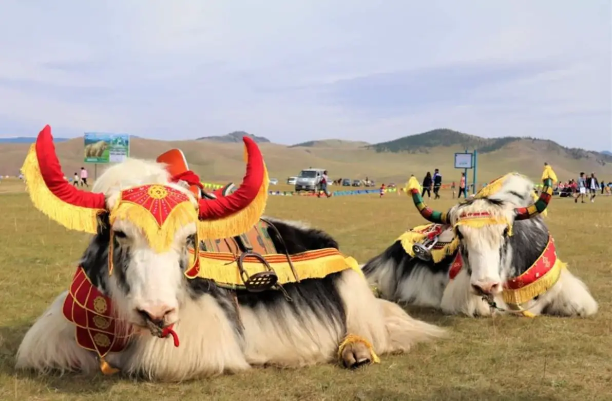 Jinete mongol montando un yak en una carrera.