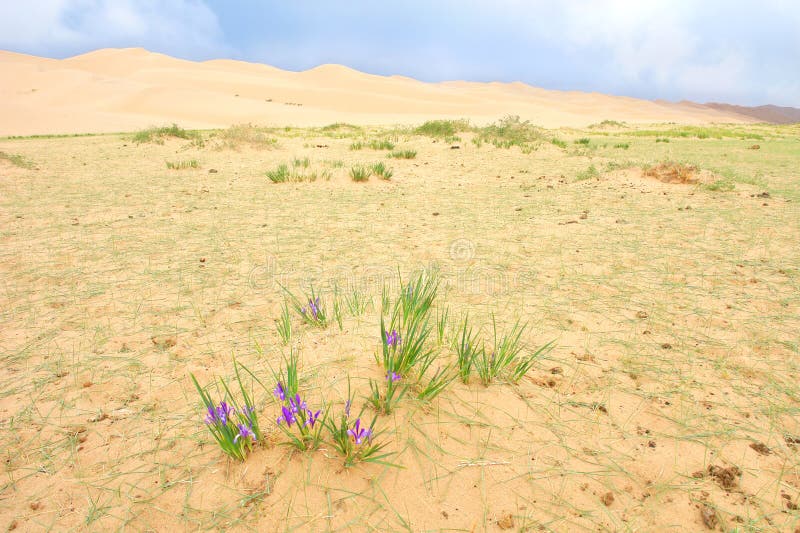 Pequeñas flores púrpuras en suelo árido.