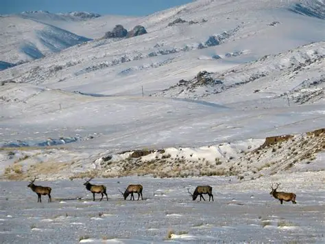 Ciervo rojo con grandes cuernos en la pradera.