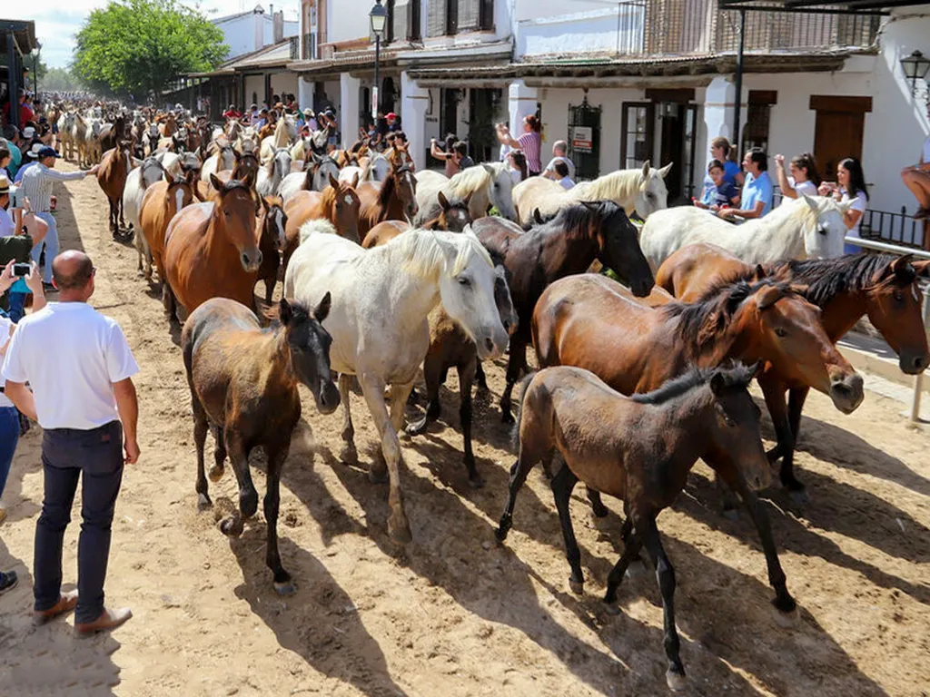 Caballos