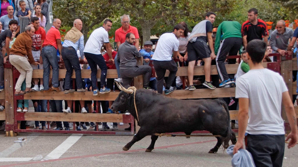 Toro con soga y mozos calle