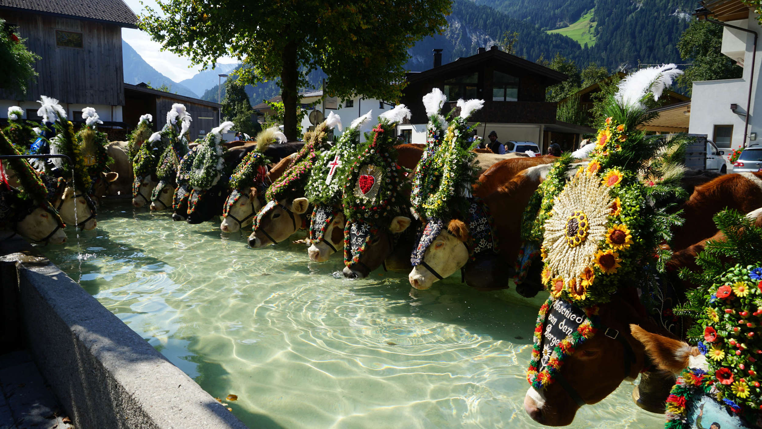 Almabtrieb Mayrhofen
