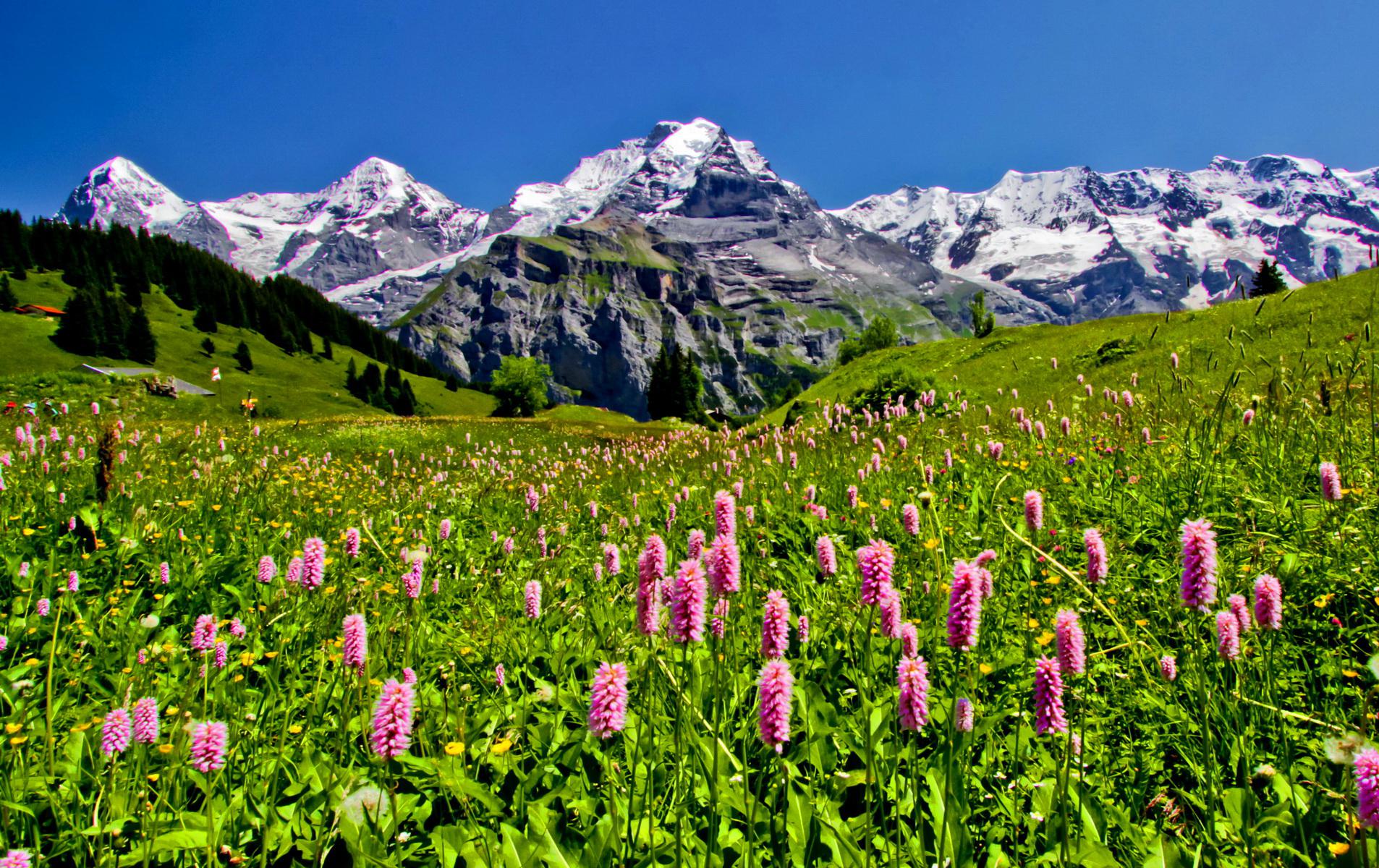 Meadows in the Mountains