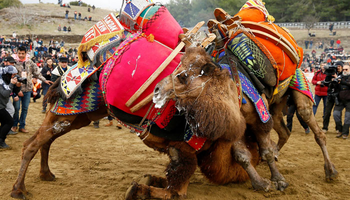 Selçuk Camel Wrestling