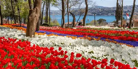 Istanbul Tulip Festival