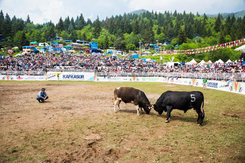 Kafkasör Bullfighting Festival