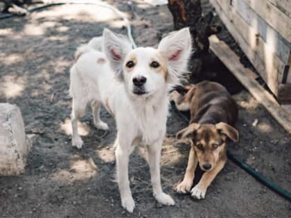 Регионам РФ могут дать право определять полномочия при обращении с бродячими животными