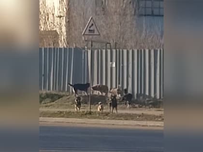 Госдума приняла изменения в закон о бездомных животных