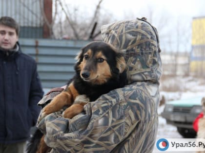 В Госдуме предложили запретить самовыгул животных и ввести штрафы за выброс питомцев и укусы собак