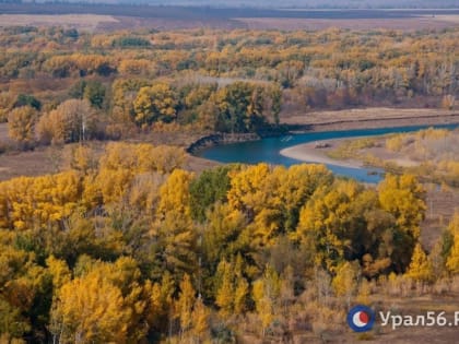 Александр Самбурский: – В 2022 году в Оренбургской области было восстановлено лесов на площади 970 га