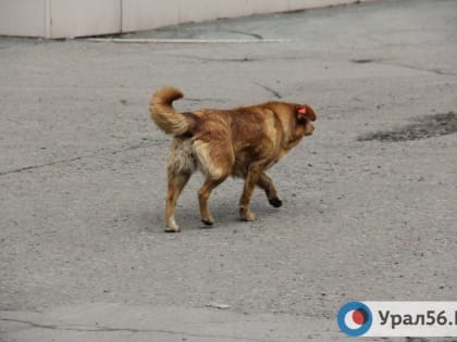 70 000 рублей взыскал суд с мэрии Орска в пользу девочки, которую покусала бездомная собака