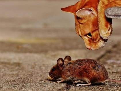 Трифонов день: что можно и нельзя делать 14 февраля
