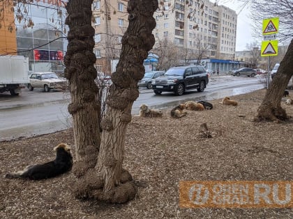 Губернатор направил в Заксоб Оренбуржья предложения по изменению работы с бродячими собаками