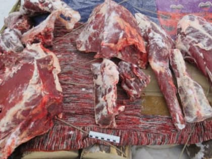 В Кваркенском районе главный охотовед под подозрением в браконьерстве