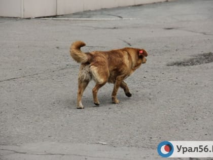 70 000 рублей взыскал суд с мэрии Орска в пользу девочки, которую покусала бездомная собака