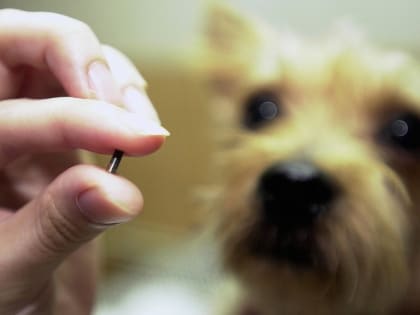 Утвержден порядок регистрации домашних животных на территории области