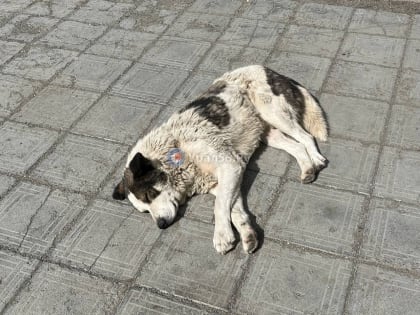 В Оренбургской области введут специальный режим для бродячих собак