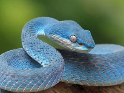 Змеиный день: что можно и нельзя делать 25 сентября